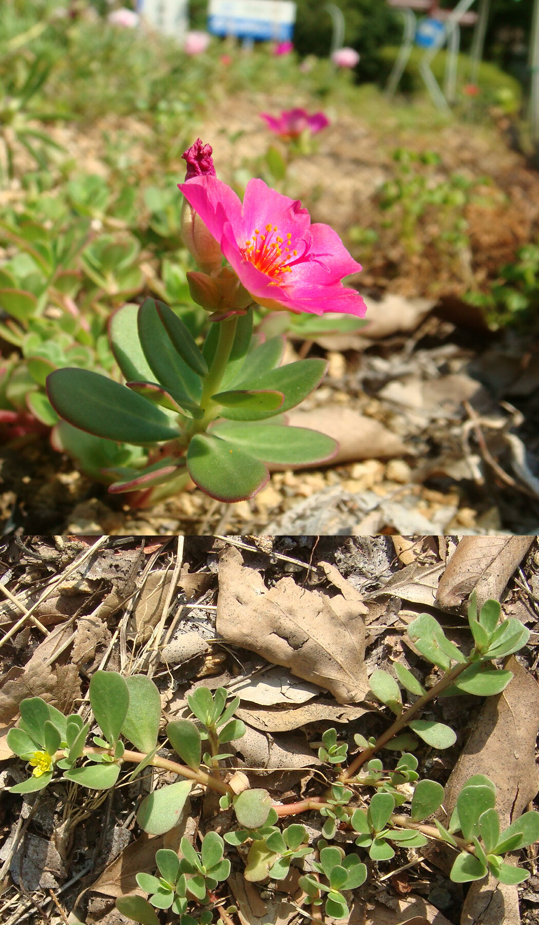 _c0809実生の花スベリヒユと雑草のスベリヒユ.jpg