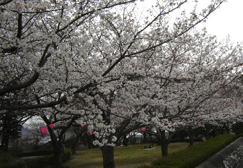 公園の桜２