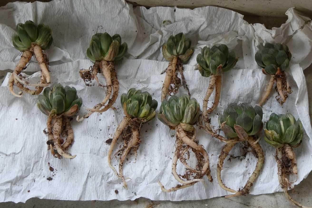 ハオルチア・オブツーサ錦(Haworthia obtusa variegated)～北極