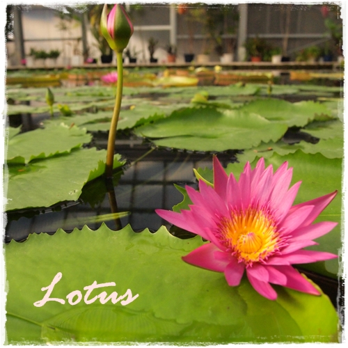 lotus