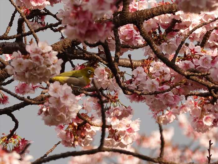 熱海の花を愛でる その3 あたみ桜 糸川桜まつり3 3 Jinさんの陽蜂農遠日記 楽天ブログ