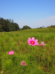 小金井公園コスモス