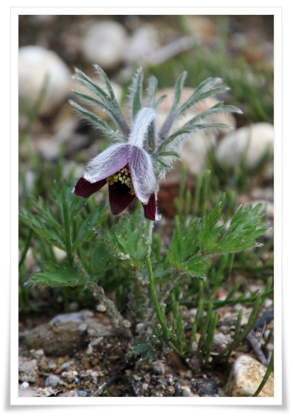 吉岡園地-8 オキナグサ-3 15.4.22