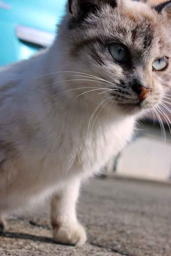 我が家のニャンコ♪2014/02/8-2