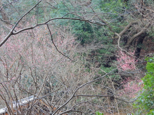 DSCN0036b20160131.jpg