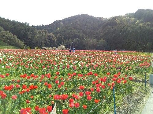 大洲フラワーパーク 泣ける日も笑える日も 楽天ブログ