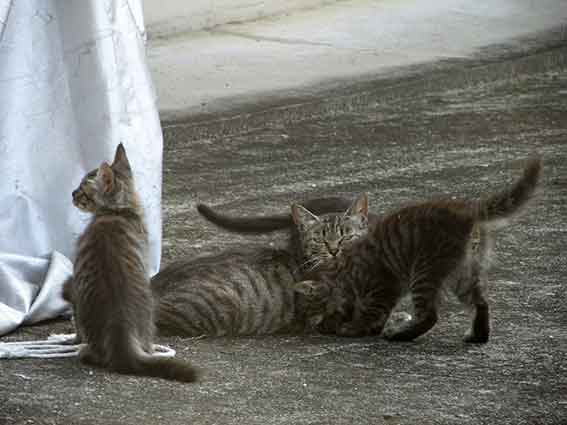 我が家のニャンコ♪2016/07/29-2