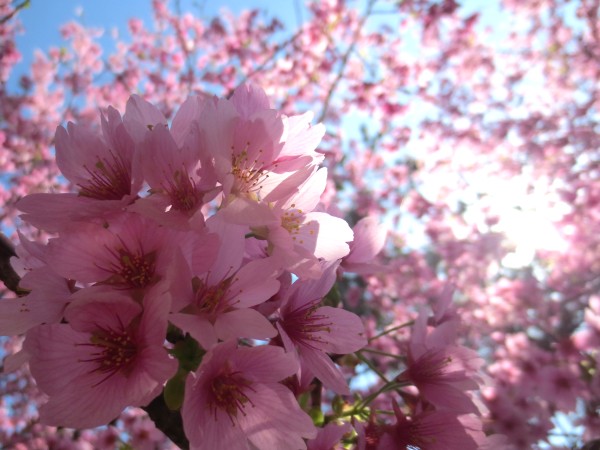 城ヶ崎桜
