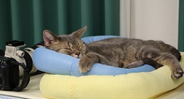 5DA_7804-11.jpg