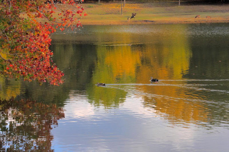 奈良公園・大仏池_008_1.jpg