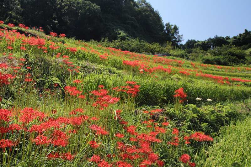 稲淵の棚田_02.jpg