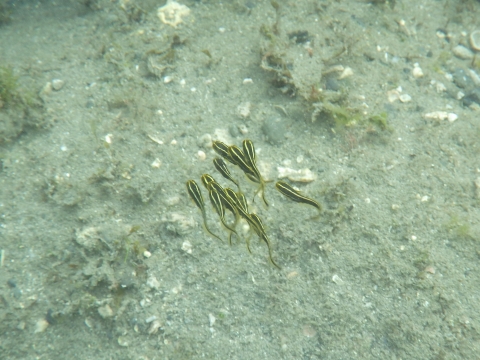 串本磯採集2017年7月上旬7　ゴンズイ（Plotosus japonicus）