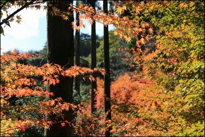 杉と紅葉131111