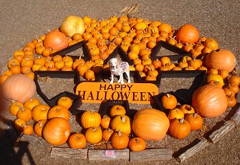 20131013HappyHalloween