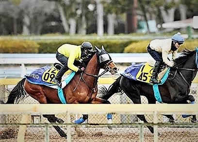 出資馬 ディバインコードその２ の記事一覧 ミノルロドリゴの一口馬主ブログ 楽天ブログ