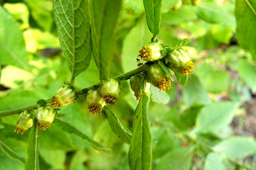 ヤブタバコ和名は藪煙草