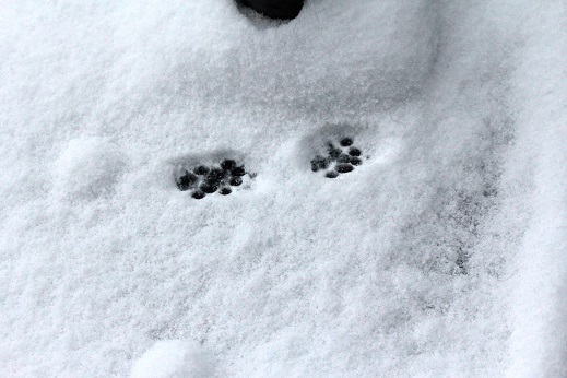 雪に猫の足跡.jpg