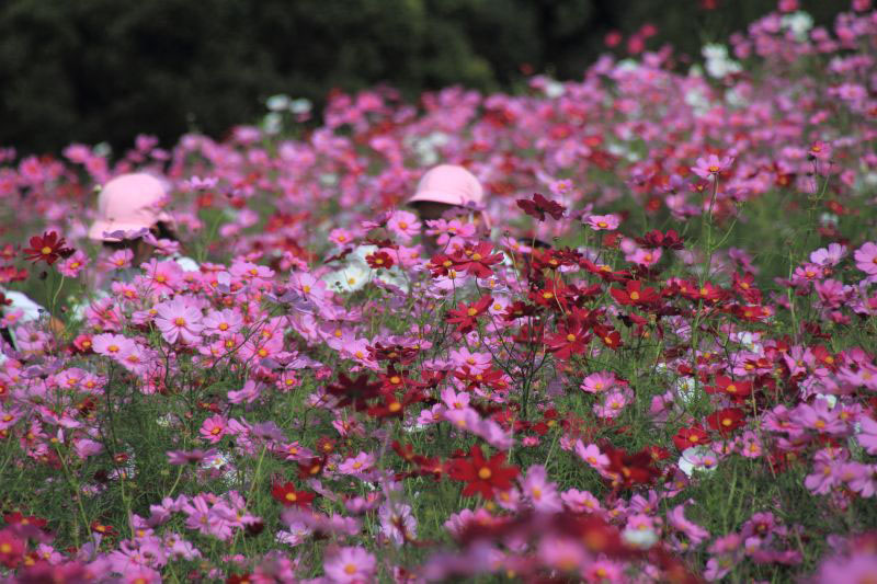 万博記念公園_007.jpg