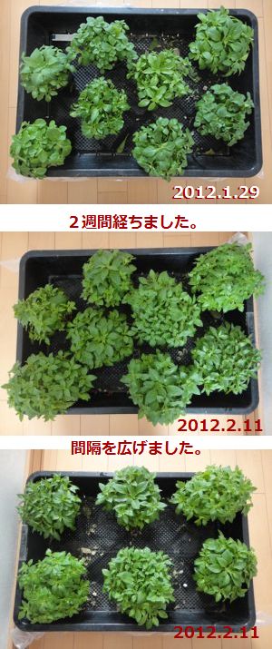 大きくなったぺチュニアの実生株