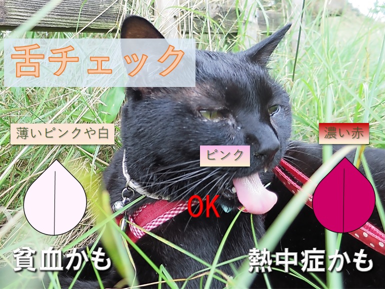 舌チェック.jpg
