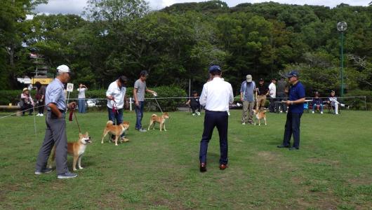 展覧会・日本犬保存会 ] | 柴楽日記 - 楽天ブログ