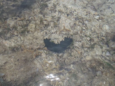 沖縄磯採集2013年5月下旬6　シカクナマコ（Stichopus chloronotus）