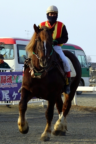 馬（ばんえい競馬）