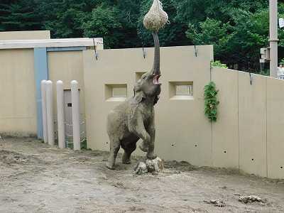 円山動物園の象さんが無事出産・・・・。 | ポンポコポン爺(⌒o⌒)婆 ちゃん - 楽天ブログ