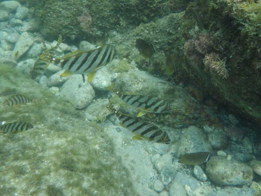 串本磯採集2023年7月下旬22　タカノハダイ（Goniistius zonatus）　ホンソメワケベラ