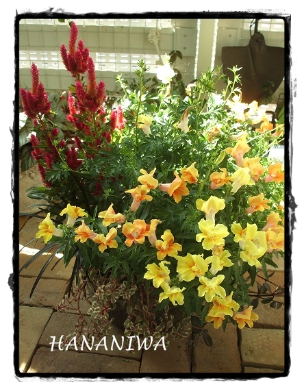 2012_0910トレッサ用寄せ植えとクレマチスの講座とカ0015.JPG
