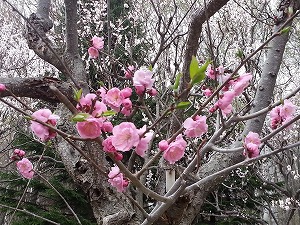 平岡公園の梅まつり