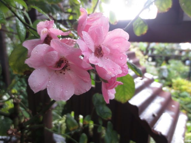 夏剪定開始 まずはガーデンルーム周りから バラの消毒 ばぁばの薔薇の花園 楽天ブログ