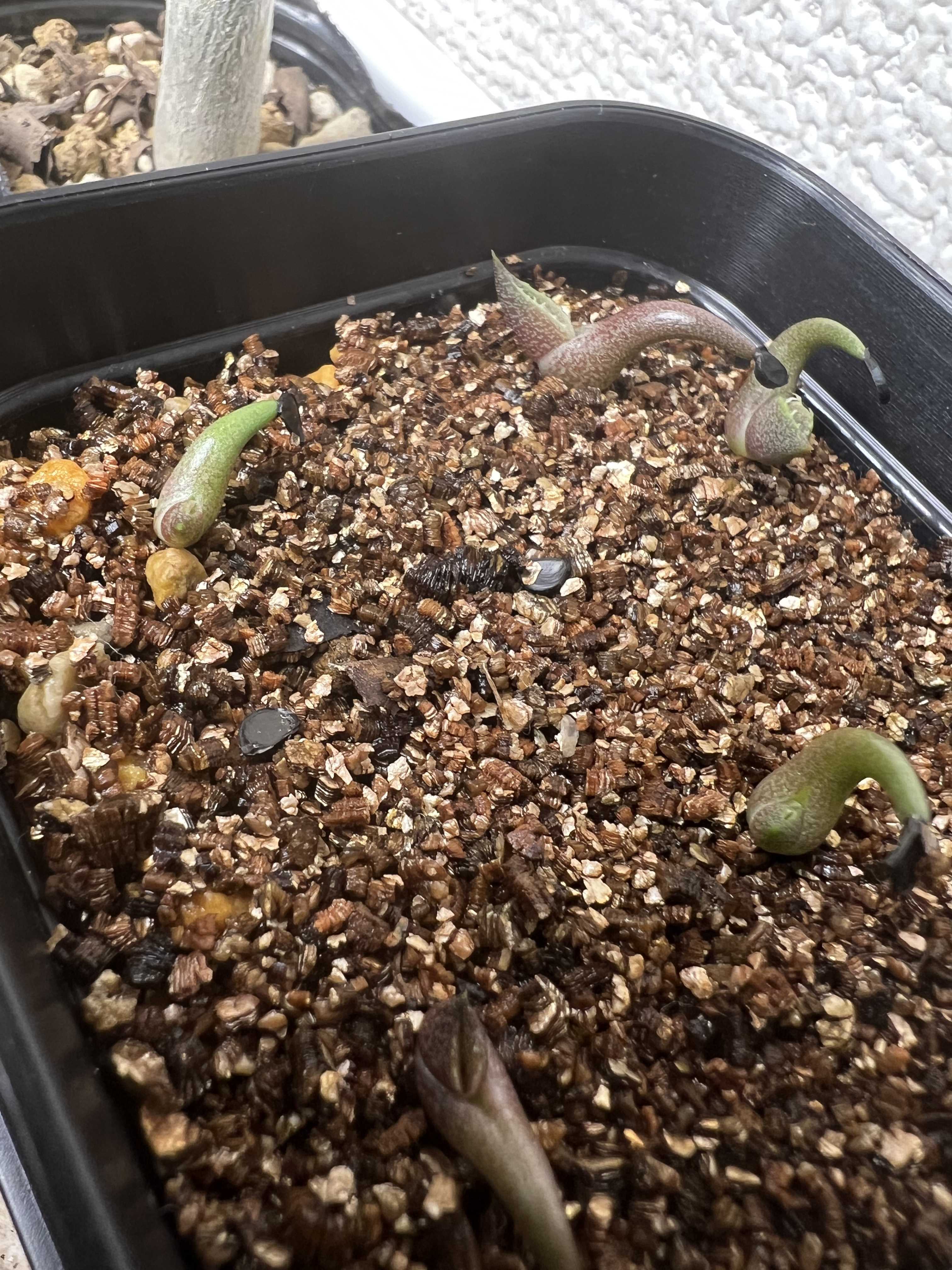 チタノタ・ドワーフ「姫厳竜」実生記録②(30日目) | 植物栽培初心者の