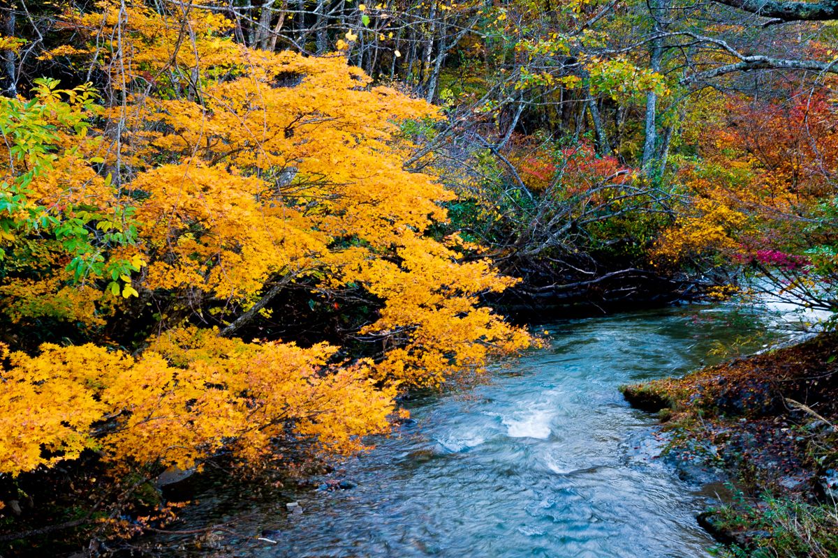 会津紅葉速報 今年の紅葉は早い 遅い 昭和村 矢ノ原湿原 会津東山温泉 くつろぎ宿ブログ 楽天ブログ