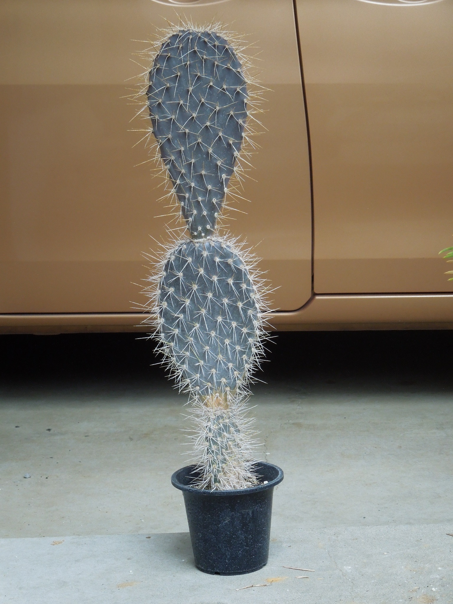オプンチア・ガラパゲイア 黒肌白刺(Opuntia galapageia Hensl