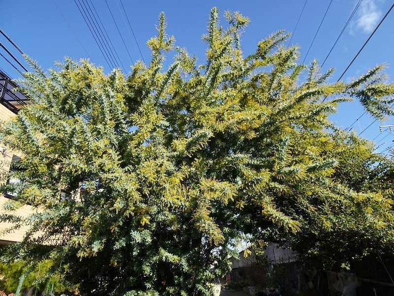 新着記事一覧 Gazengamaのブログ 散歩中に出合った花と趣味の陶芸作品 楽天ブログ