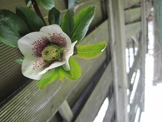 こぼれ種クリスマスローズ2014