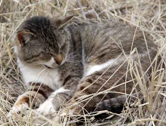 我が家のニャンコ♪2014/03/30-1