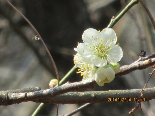 梅の花