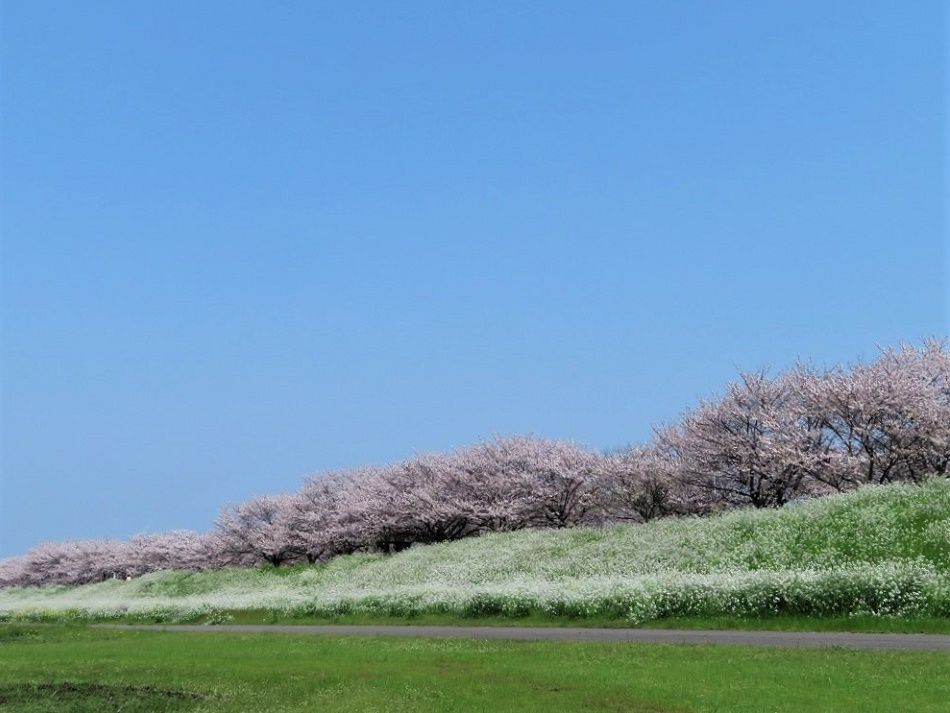 午後 大野川桜づつみ の桜を見に行く 桜満開 大分金太郎の花鳥蝶月 楽天ブログ