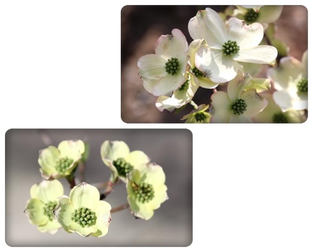 吉岡園地-15 ハナミズキ-3 15.4.22