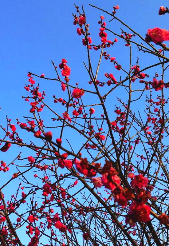 青空と紅梅