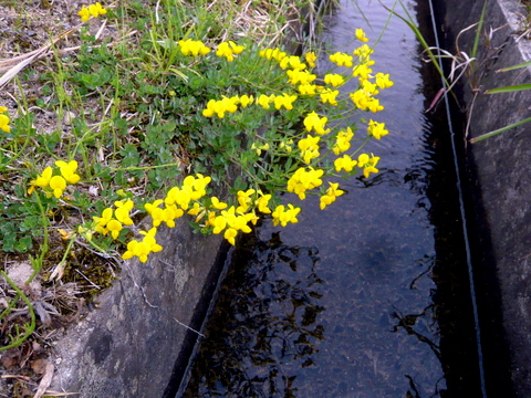 ミヤコグサの花