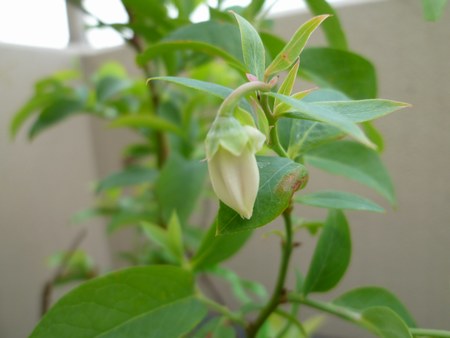 2ブルーベリー花　450１１jpg.jpg