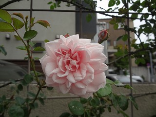DSC05343.jpg