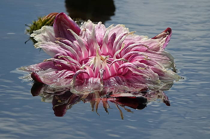0172DSC05457.JPG