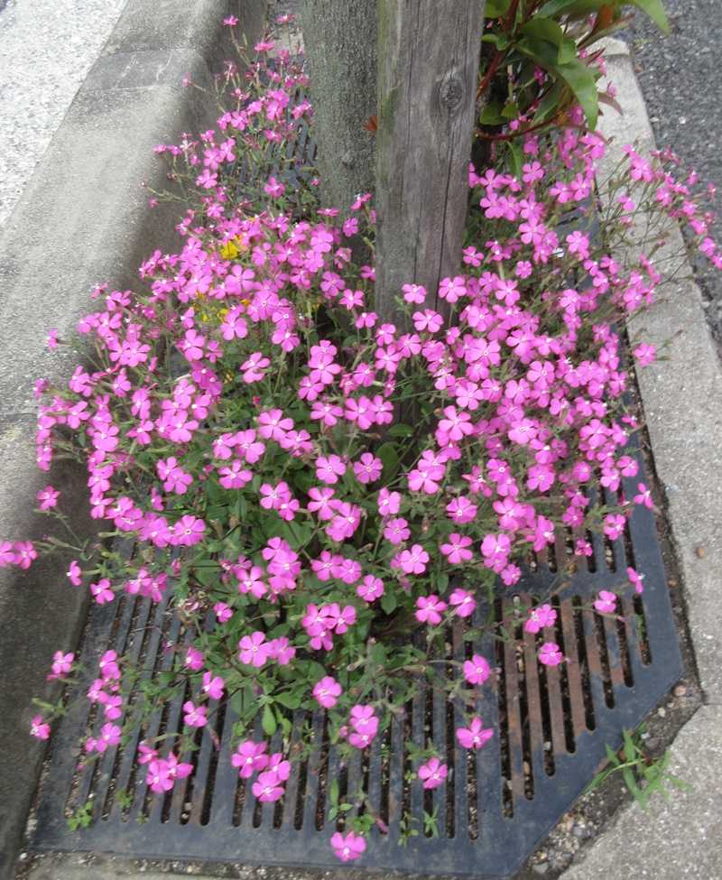 公園 道路にシレネピンクパンサー ガーデンマムの挿し木苗 狭い庭を花いっぱいにする育て方 楽天ブログ