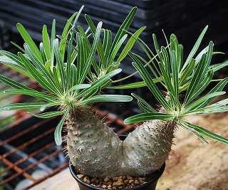 台湾ハオルチアとOB-1オブツーサほか | ☆ガマンマの ニク・サボ栽培