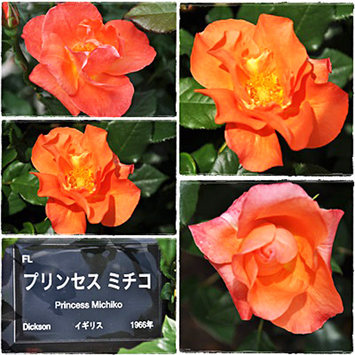 薔薇7-1