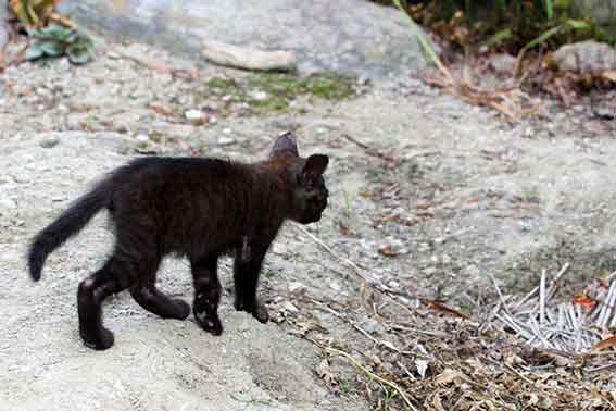 我が家のニャンコ♪2016/07/28-2